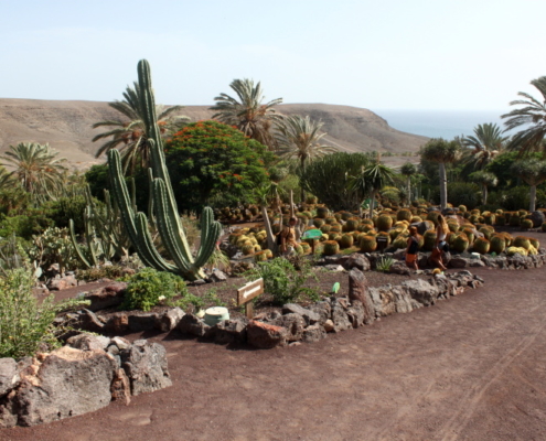 oasis par fuerteventura