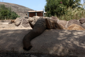 fuerteventura oasis park