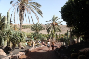 oasis par fuerteventura