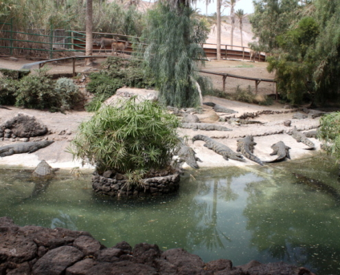 oasis par fuerteventura