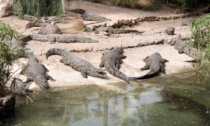 fuerteventura oasis park