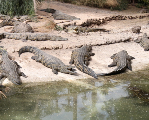 fuerteventura oasis park