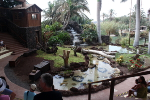 fuerteventura oasis park