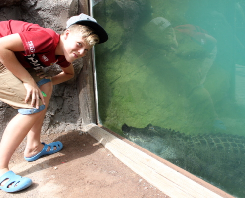 fuerteventura oasis park