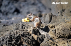 fuerteventura holidays