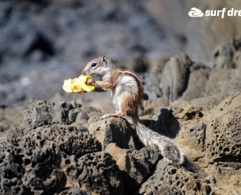 fuerteventura holidays