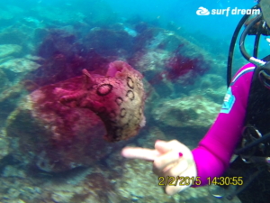 fuerteventura holidays